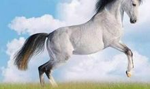 生肖属猪属马属龙的人，11月13运势解析！