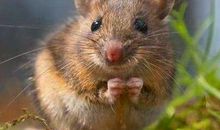 鼠年为什么是灾年