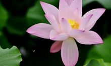 2020年日子越来越红火，收入越来越多，四属相财运如虹，商机多多