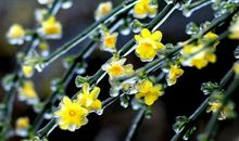 11月下旬两财大旺，钞票赚得数不完的生肖，以后注定能发家致富