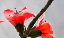 24.25.26号，用麻布袋装大钱，4生肖100%中大奖，大喜登门