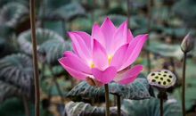 4月底，命格不凡，天生精明，乐善好施的4大生肖