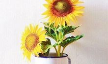 未来一个月，这三大星座就会找到期待已久的爱情