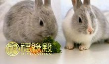 属兔和属猪的配吗