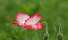 生肖属鸡的男人2020年贵人运，天德贵人出现，化解小人运势