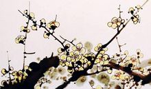 2020年5月女孩子取名，鼠年女孩起名字避开谐音