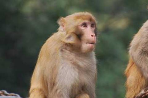 2016年属猴人2021年运势男命 16年出生5岁生肖猴男2021年运程详解