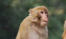 2016年属猴人2021年运势男命 16年出生5岁生肖猴男2021年运程详解