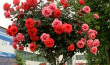 此花种在院子里利风水，并且花开十足饱满，路人看到忍不住都想摘