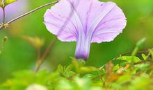 11月底开始好日子说来就来的生肖，做什么都顺利，财富积累甚多