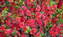 喜鹊喳喳叫，登门“送喜送财”给这3生肖，发财接财吧！