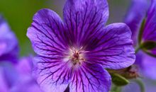 财气冲天，轻松收获大笔钱财的生肖，11月起财富不断，名利双收