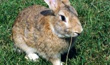 卧蚕眼图片 卧蝉眼面相分析