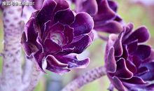 白羊座为什么会选择分手，你知道么？