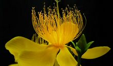 2月开始有财神相助，财路更加顺畅，事业会有新进展的四属相