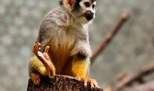 敬字属什么生肖