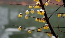 2020年6月12号闰四月二十一出生的女孩是什么命,如何取名字