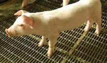 1995年属猪人2021年运势男命 95年出生26岁生肖猪男2021年运程详解