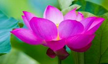 上升星座巨蟹座女生，注定劳碌，但一生圆满