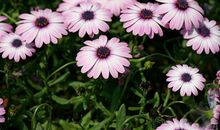 分手之后，天蝎座会不会和前任和好？