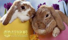 2011属兔的是什么命