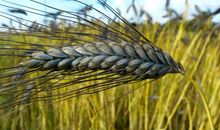 忠于婚姻，对丈夫不离不弃的三生肖女，认定了就一辈子，别无二心