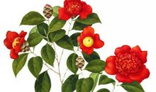 2020鼠年3月生肖属虎人的桃花运好吗，放下过往珍惜为数不多的机会