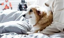 若是深爱，这些生肖男不介意做上门女婿