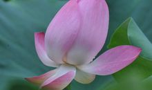 人品出众的生肖女