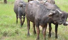 1997年属牛人2021年运势男命 97年出生24岁生肖牛男2021年运程详解