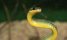 女人梦见蛇预示着什么