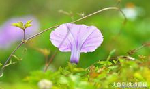 3月了不起的五生肖，好运如虹，事业稳定，财运良好