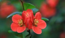 11月下旬起吉星照耀，大财在手，富贵在望，生活美滋滋的3生肖