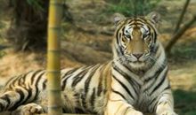 1998年属虎人2021年运势男命 98年出生23岁生肖虎男2021年运程详解