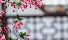 农历2020年腊月十二月十二出生的女宝宝结合诗经取名字