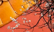 农历2020年腊月十二月初十出生的女宝宝取什么名字高分有寓意