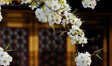 农历2020年腊月十二月十一出生的女宝宝取什么名字好，宜用什么字