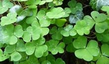 11月下旬起财神坐镇，福星入宅，顺风顺水，收入高涨的3大生肖