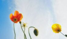 你的脾气，藏着你一生的风水。