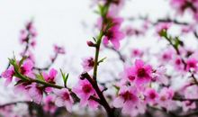 八字带桃花怎么看 八字带桃花的女人怎么样