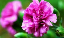 未来半年财运亨通，偏财频发，存款高涨，事业突飞猛进的3大生肖