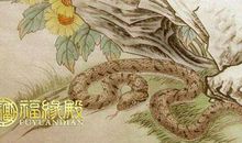 男属蛇女属猴相配吗