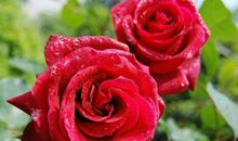 未来一个月，运势旺盛，步步高升的三大生肖！