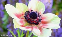 11月14号开始自身财运好，四生肖运势朽木逢春，财源广存款涨!