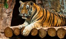 福泽深厚的五大生肖！2.19日开始财运亨通，家庭幸福美满