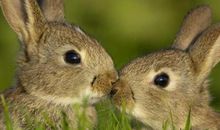 1963年属兔的人2021年运势 59岁佩戴什么吉祥物好