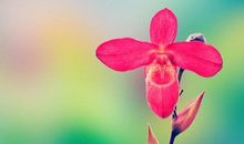 6月份，最好运的三大生肖，事业财运一路上涨