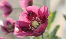 未来7天财星入库，运势大逆袭，喜事频出，好运连连的3大生肖