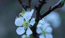 12月下旬运势反转，财厚运旺，厚积薄发的4个生肖