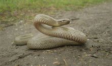 什么生肖性格是一心两用的